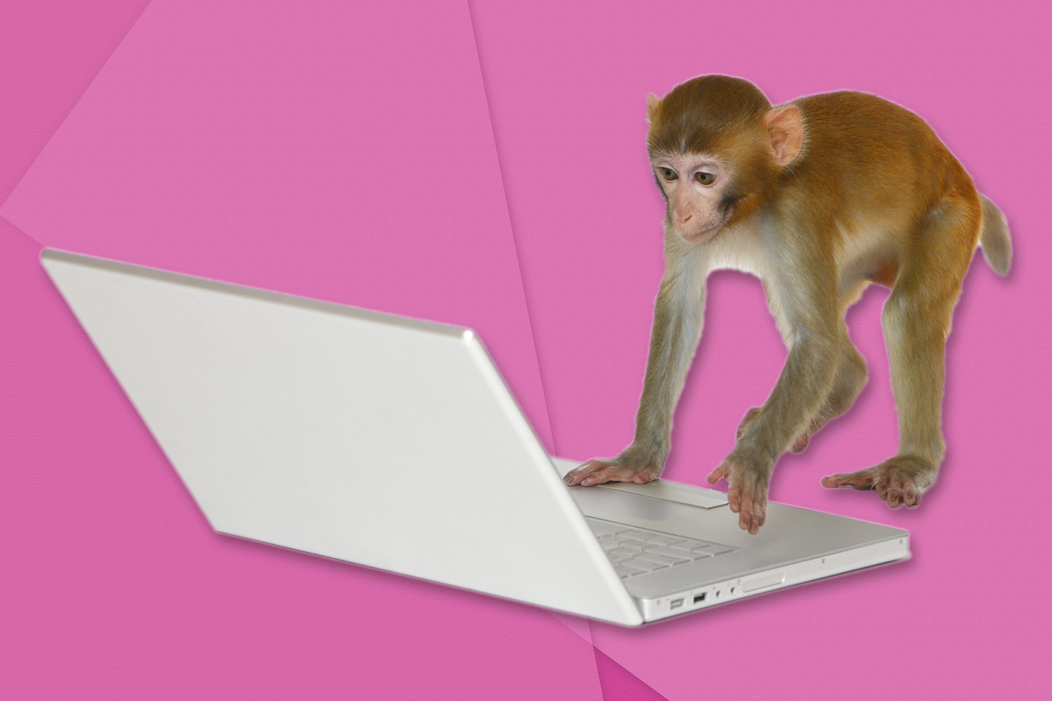 Monkey using a computer